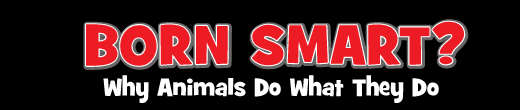 Born Smart? Why Animals Do What They Do
